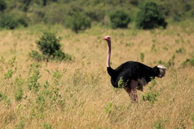 Devekuşu - kenya