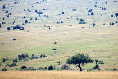 büyük rift Vadisi - Masai mara - kenya