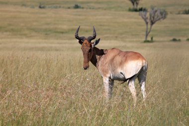 Topi - Kenya