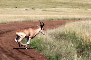 Topi - Kenya