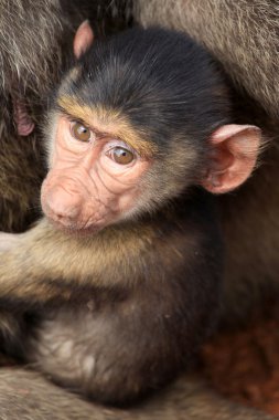 Baby Baboon - Kenya clipart