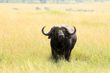 Buffalo - Masai mara yedek - kenya