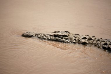 crocodille - mara Nehri - kenya