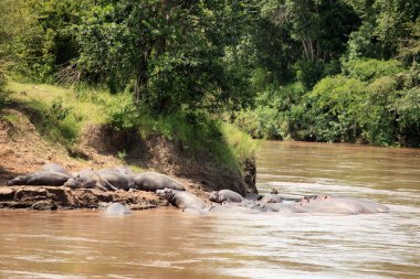 mara Nehri - kenya içinde su aygırı