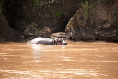 mara Nehri - kenya içinde su aygırı