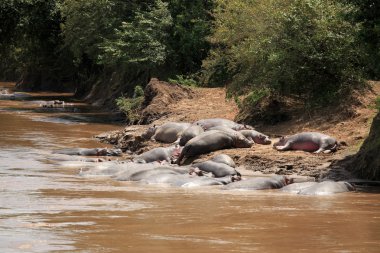 mara Nehri - kenya içinde su aygırı