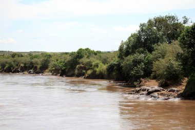 mara Nehri - kenya içinde su aygırı