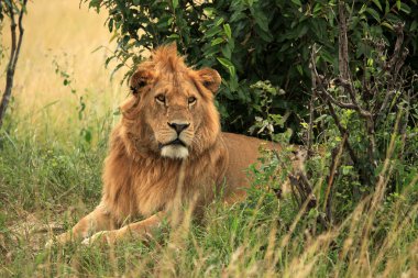 erkek aslan - kenya