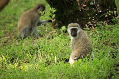 Vervet maymun - kenya