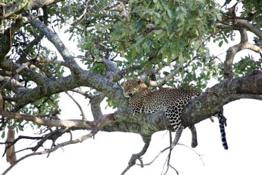 leopar ağacında - kenya