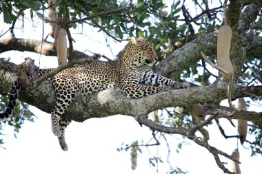 leopar ağacında - kenya