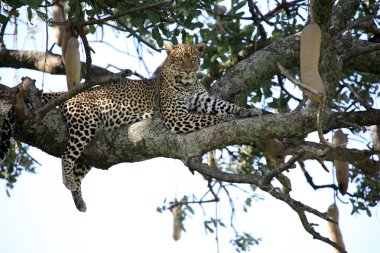 leopar ağacında - kenya