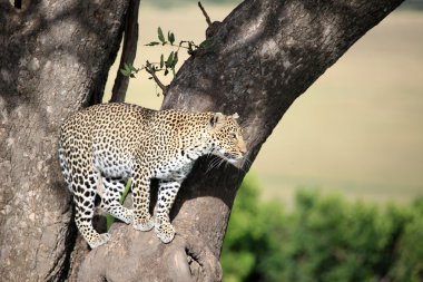 leopar ağacında - kenya