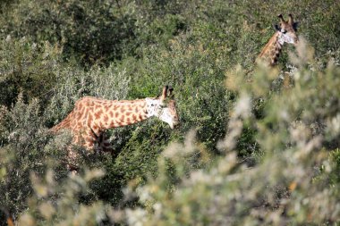 zürafa - Masai mara yedek - kenya