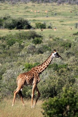 zürafa - Masai mara yedek - kenya