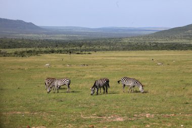 Zebra - Kenya