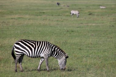 Zebra - Kenya