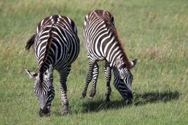 Zebra - Kenya