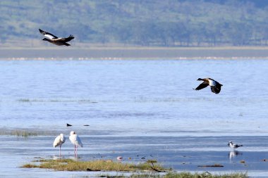 Lake nukuru doğa rezerv - kenya