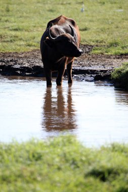 bufalo sürüsü - kenya