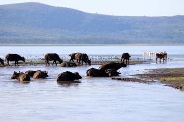 bufalo sürüsü - kenya