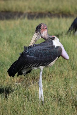 potpurinin leylek - kenya