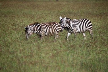 Zebra - Kenya