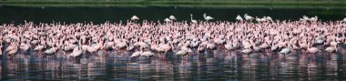 pembe flamingoları - göl nukuru doğa rezerv - kenya