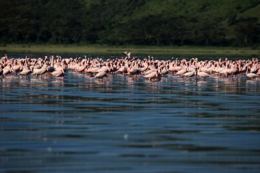 pembe flamingoları - göl nukuru doğa rezerv - kenya