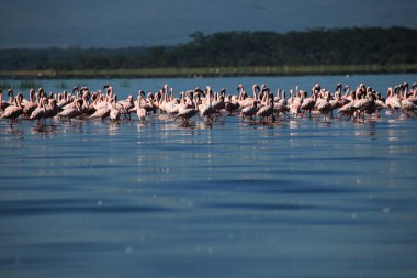 pembe flamingoları - göl nukuru doğa rezerv - kenya