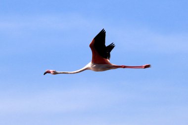 pembe flamingoları - göl nukuru doğa rezerv - kenya