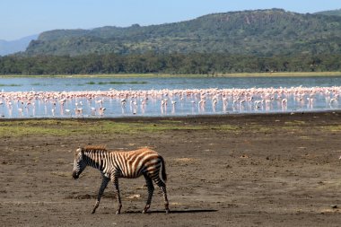 pembe flamingoları - göl nukuru doğa rezerv - kenya