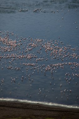 pembe flamingoları - göl nukuru doğa rezerv - kenya