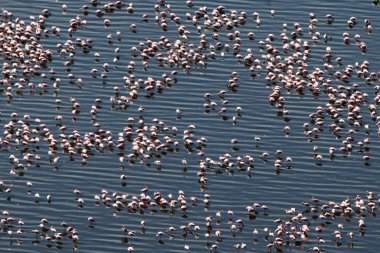 pembe flamingoları - göl nukuru doğa rezerv - kenya