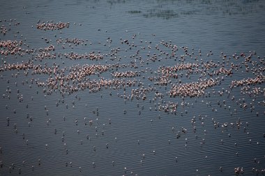 pembe flamingoları - göl nukuru doğa rezerv - kenya