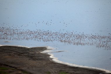 pembe flamingoları - göl nukuru doğa rezerv - kenya