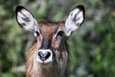 Buck - Kenya bush