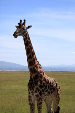 Giraffe - Kenya clipart