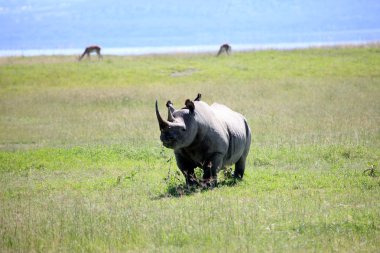 Rhino Kenya