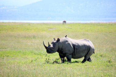 Rhino Kenya