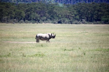 Rhino Kenya