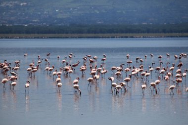 pembe flamingoları - göl nukuru doğa rezerv - kenya