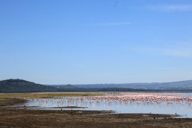 pembe flamingoları - göl nukuru doğa rezerv - kenya