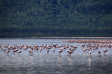 pembe flamingoları - göl nukuru doğa rezerv - kenya