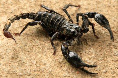 Black Scorpion clipart