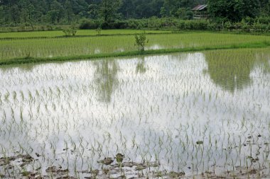 pirinç tarlaları - laos