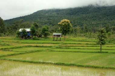 pirinç tarlaları - laos