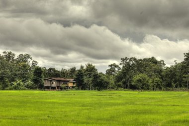 pirinç tarlaları - laos