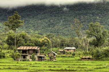 pirinç tarlaları - laos