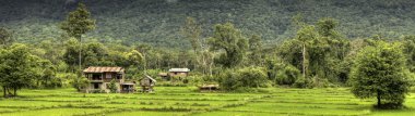 pirinç tarlaları - laos